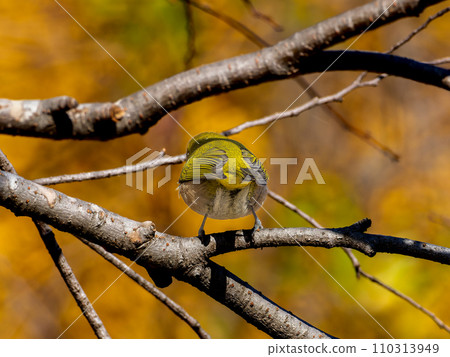 棲息在樹枝上的白眼鳥的後視圖 棲息在樹枝上的白眼鳥的後視圖 110313949