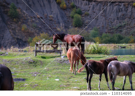 Herd of wild horses in the mountains Herd of wild horses in the mountains 110314095