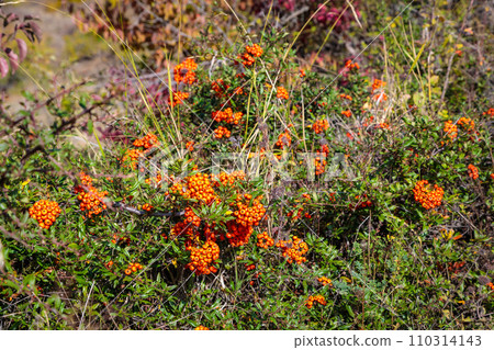 Wild mountain sea buckthorn in bright autumn colors Wild mountain sea buckthorn in bright autumn colors 110314143