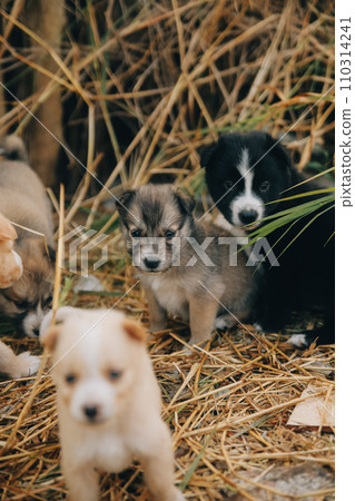 There are many puppies in the forest There are many puppies in the forest 110314241