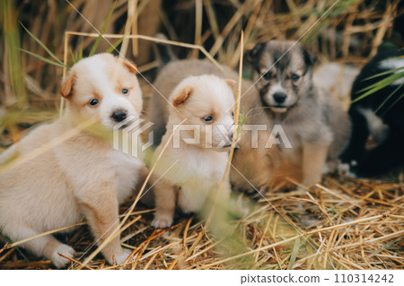 There are many puppies in the forest There are many puppies in the forest 110314242
