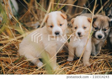 There are many puppies in the forest There are many puppies in the forest 110314243