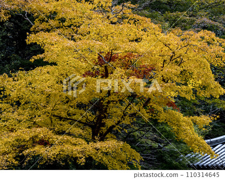 A yellow maple A yellow maple 110314645