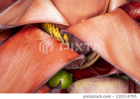THAILAND AMPHAWA BANANA FLOWER THAILAND AMPHAWA BANANA FLOWER 110314705