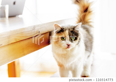 Cat moving freely in the house (cat/owner) Cat moving freely in the house (cat/owner) 110314773