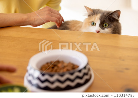 Cat concerned about food Cat concerned about food 110314783