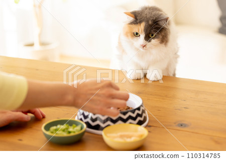 A cat that is concerned about food and sneaks up on you 110314785
