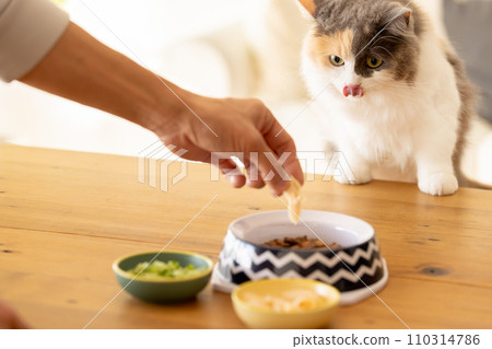一隻擔心食物並偷偷靠近你的貓 110314786