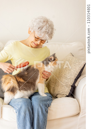 Senior woman brushing a cat (cat/owner) 110314801