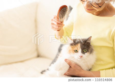 Senior woman brushing a cat (cat/owner) 110314806