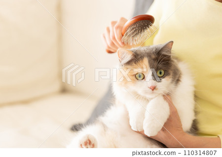 一個女人幫貓梳毛（貓/主人） 110314807