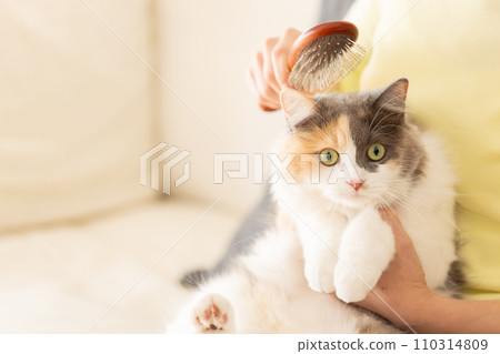 A woman brushing a cat (cat/owner) 110314809