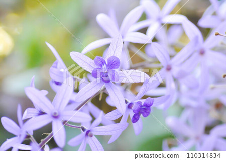 Sandpaper vine, Purple wreath or Queens wreath or purple flower Sandpaper vine, Purple wreath or Queens wreath or purple flower 110314834