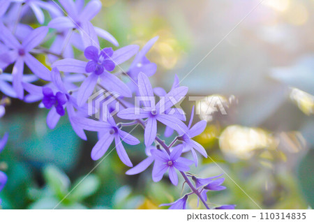 Sandpaper vine, Purple wreath or Queens wreath or purple flower Sandpaper vine, Purple wreath or Queens wreath or purple flower 110314835