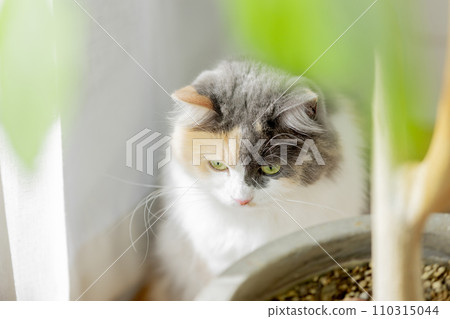 Cute domestic cat Scottish Fold 110315044