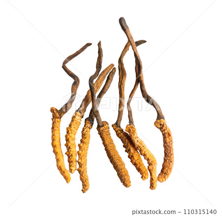 Cordyceps or Ophiocordyceps sinensis mushroom herb is fungus for used as medicine on white background with clipping path. Cordyceps or Ophiocordyceps sinensis mushroom herb is fungus for used as medicine on white background with clipping path. 110315140