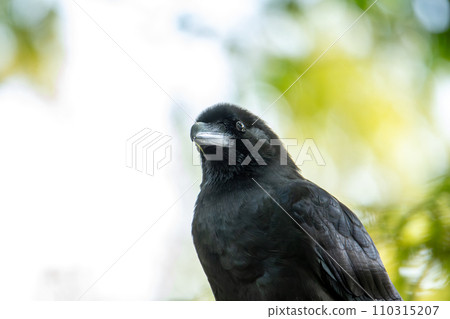 Rich crow Rich crow 110315207