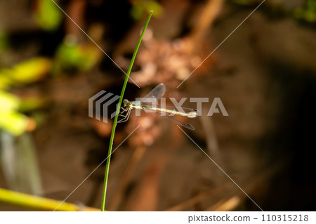 A damselfly perching on the grass by the water A damselfly perching on the grass by the water 110315218