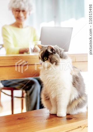 Cat moving freely in the house (cat/owner) Cat moving freely in the house (cat/owner) 110315498
