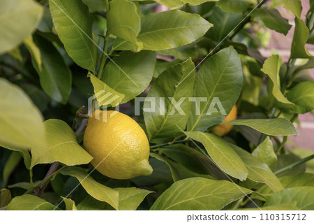 樹上的黃色檸檬 樹上的黃色檸檬 110315712