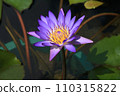 purple water lily in a pond  110315822
