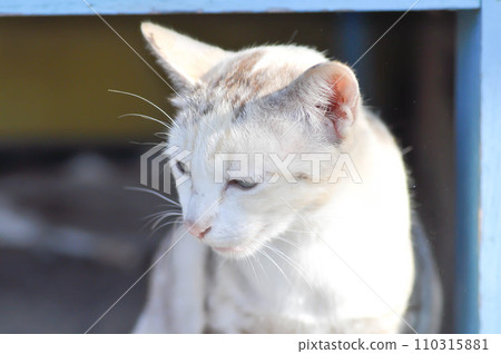cat or gray cat, Felis catus or Felis catus domestica 110315881