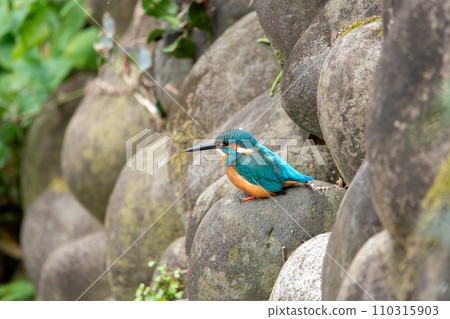 A kingfisher during a break 110315903