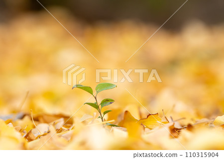 Fallen leaves and new shoots of ginkgo biloba 110315904