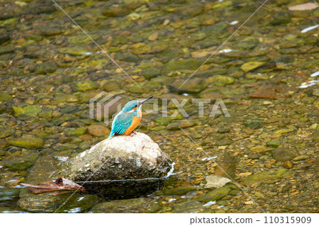 A kingfisher during a break A kingfisher during a break 110315909