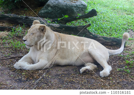 The female white lion is stay in garden The female white lion is stay in garden 110316181