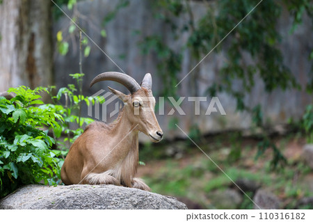 The barbary sheep is mammal and hill animal The barbary sheep is mammal and hill animal 110316182