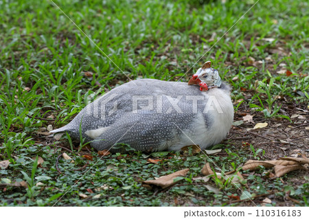 The guineafowl is rest on nature garden under tree The guineafowl is rest on nature garden under tree 110316183