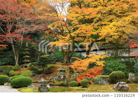 京都之秋 仙入寺 御座所庭園 京都之秋 仙入寺 御座所庭園 110316229