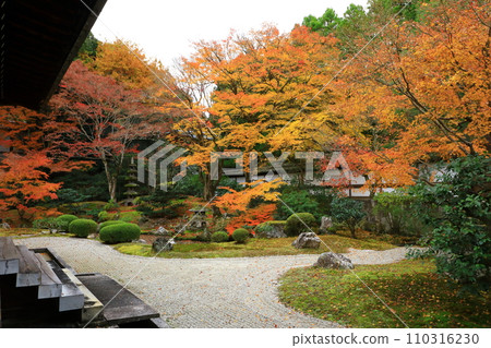 京都之秋 仙入寺 御座所庭園 京都之秋 仙入寺 御座所庭園 110316230