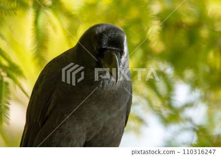 長嘴烏鴉棲息在樹上 110316247