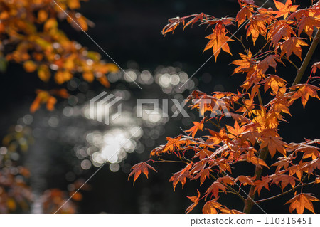 秋葉和湖面上閃閃發光的散景 秋葉和湖面上閃閃發光的散景 110316451