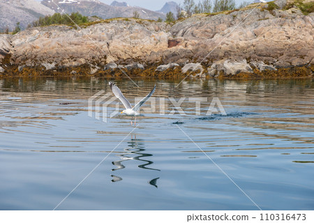 A gull spreads its wings above reflective waters in the rocky terrain of Lofoten 110316473
