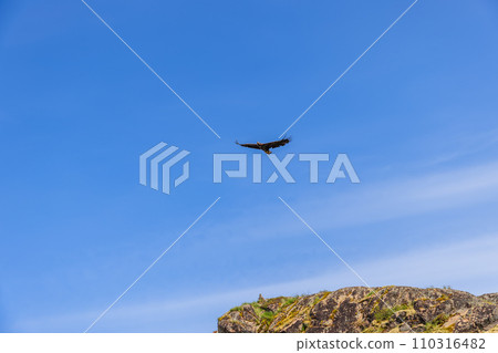 An eagle flies with spread wings over Lofoten, Norway, as another watches 110316482