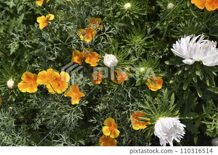 White and orange flowers on a green background of the tops. Autumn bouquet of flowers. Asters and echolcium. White and orange flowers on a green background of the tops. Autumn bouquet of flowers. Asters and echolcium. 110316514