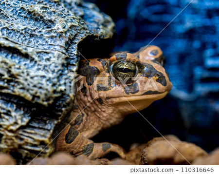 Macro of Egyptian green toad Macro of Egyptian green toad 110316646