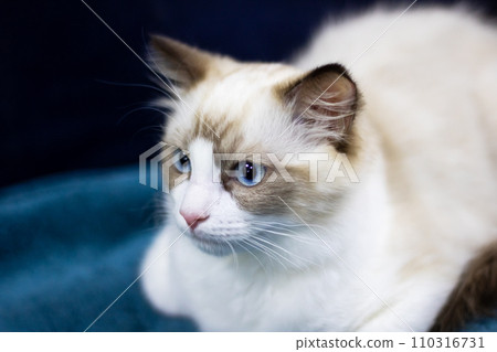 Ragdoll kitten with blue eyes closeup portrait 110316731