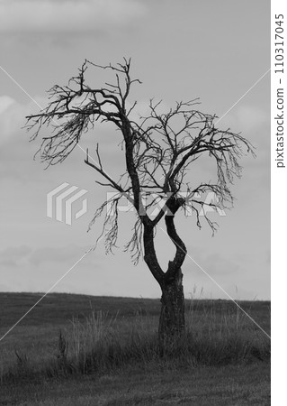 Dead tree Dead tree 110317045