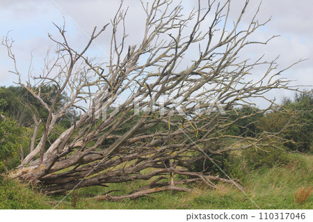 Dead tree Dead tree 110317046