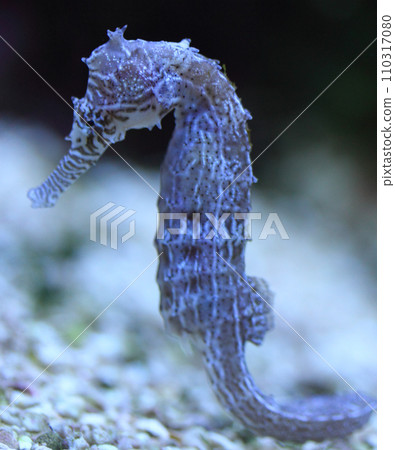 Seahorse   (Hippocampus) 110317080