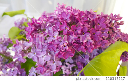Beautiful branch of a blossoming lilac Beautiful branch of a blossoming lilac 110317217