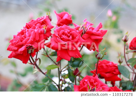 優雅與芬芳的和諧，迷人的紅玫瑰 110317278