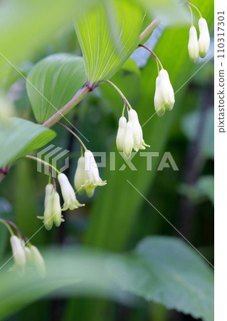 像鈴鐺一樣綻放的花(鳴子百合花) 像鈴鐺一樣綻放的花(鳴子百合花) 110317301