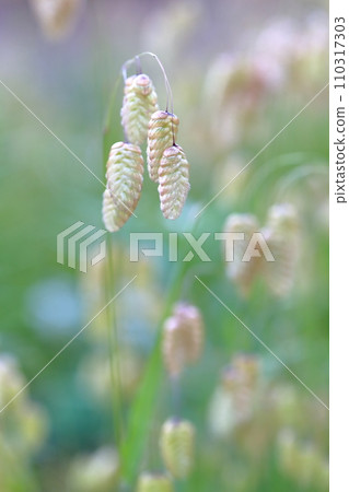 A cute oval-like plant (Greater quaking grass) A cute oval-like plant (Greater quaking grass) 110317303