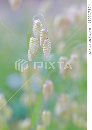 A cute oval-like plant (Greater quaking grass) A cute oval-like plant (Greater quaking grass) 110317304