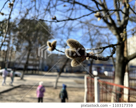 in spring, buds bloom on trees in the city on the street in spring, buds bloom on trees in the city on the street 110317359